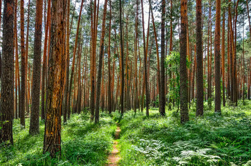 Obraz premium Beautiful summer sunny landscape in pine forest with tall slender trunks of coniferous trees, fresh pure air and green ferns on the ground. Majestic nature of Altai mountains, Russia