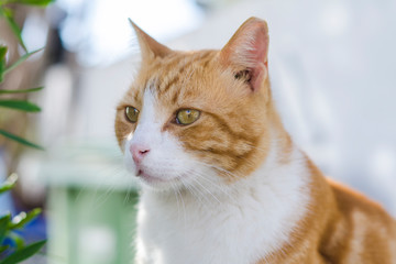 Closeup portrait of the head of a red and white cat with beautiful amber eyes / macro