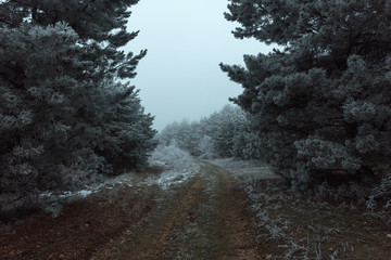 Road to the frozen foggy pine forest