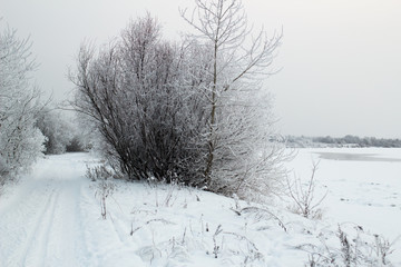 paisaje del invierno con el arbol