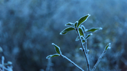 Frozen green plant closeup in the forest