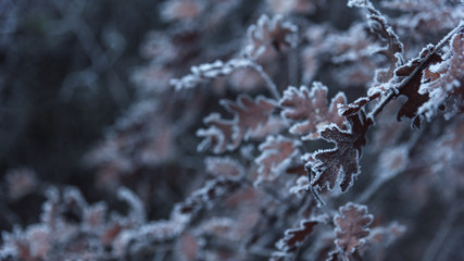 Frozen brown oak leaves closeup bokeh background