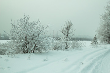 winter landscape with trees and snow