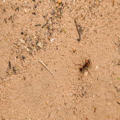  fire ant in Imperatriz-MA, Brazil