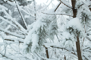 snow covered pine trees