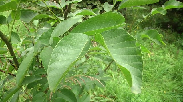 Green leaves of walnut. Young walnut seedling in the summer garden. Walnut tree branch with green leaves (Juglans regia).