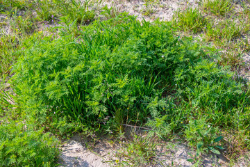 Зелень Мангыстау