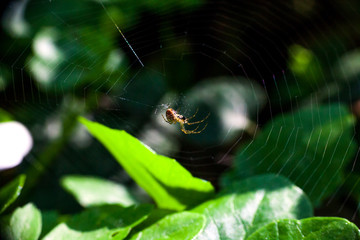 Spider weaving web in forest