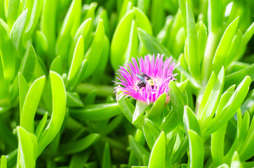 background of a sea fig or ice plant, the Carpobrotus edulis close up. A bumblebee pollinates a flower. Best green background. macro photografy. Athens, Greece