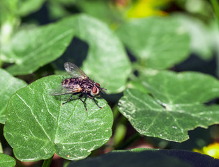 Flesh fly (sarcophaga) pest insect sitting on green leaf