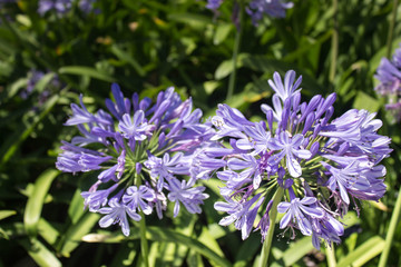 diferentes tipo de flores en la ciudad