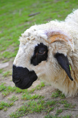 Valais blacknose meat-wool breed sheep with horns and blask ears in home zoo