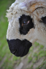 Valais blacknose meat-wool breed sheep with horns and blask ears in home zoo © budurfoto
