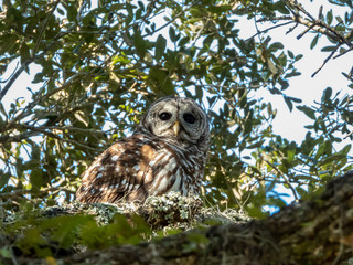 BARRED OWL