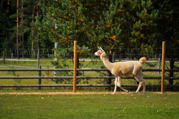 Fototapeta premium Young llama walking in the fence