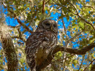 BARRED OWL