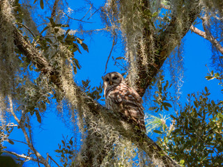 BARRED OWL
