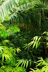 Tropical plants in Royal Botanic Gardens, Kew ( Richmond )