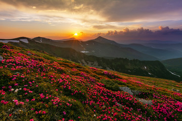 Fototapeta na wymiar A beautiful summer evening in the Ukrainian Carpathian Mountains, covered with flowering rhododendron with millions of magic flowers, covered around.