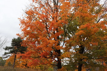 Toronto Canada High Park Yellow Tree