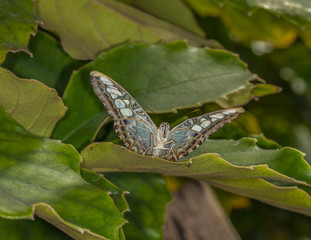 Butterflies in Butterfly house