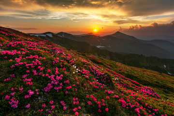 Obraz premium A beautiful summer evening in the Ukrainian Carpathian Mountains, covered with flowering rhododendron with millions of magic flowers, covered around.