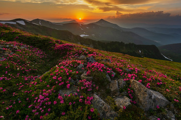 Plakat A beautiful summer evening in the Ukrainian Carpathian Mountains, covered with flowering rhododendron with millions of magic flowers, covered around.