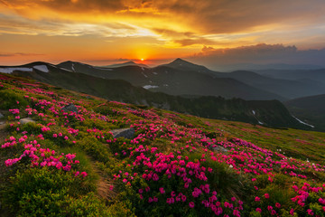 Naklejka na ściany i meble A beautiful summer evening in the Ukrainian Carpathian Mountains, covered with flowering rhododendron with millions of magic flowers, covered around.