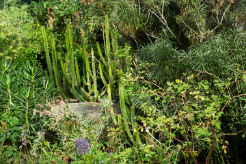 Obraz premium Desert plants in Royal Botanic Gardens, Kew ( Richmond )