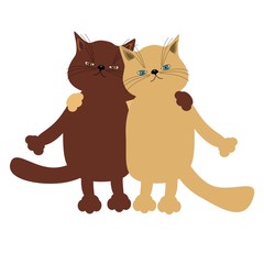 nice cute cats on white 