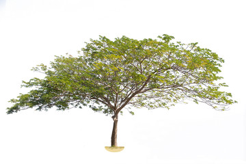 Obraz premium Rain tree isolated on white background.Tree isolated on white background.