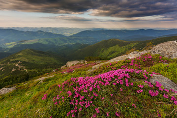 Obraz premium A beautiful summer evening in the Ukrainian Carpathian Mountains, covered with flowering rhododendron with millions of magic flowers, covered around.