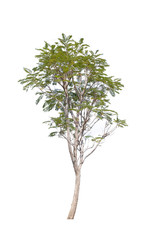 Flam-boyant,Royal Poinciana or The Flame Tree isolated on white background.