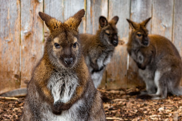 Wallaby Closeup with Two Wallabies in the Background in front of a Fence