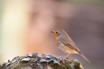 rouge-gorge