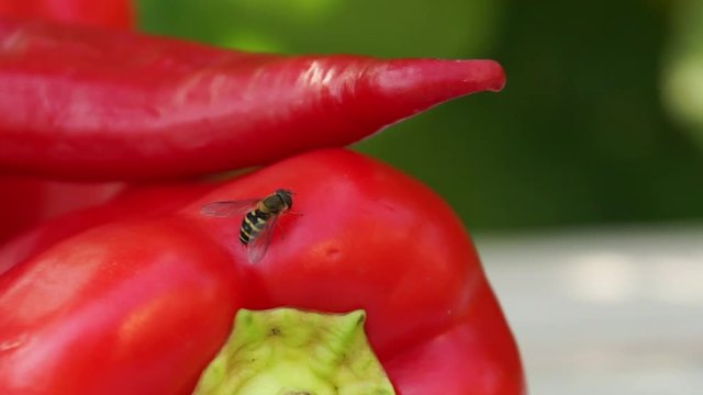 wasp add pepper