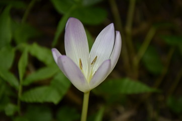 Fototapeta premium flower in spring