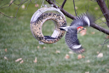 Downy Woodpecker Flying Away