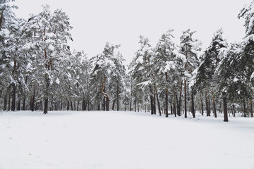 Winter, forest, snow. Snow-covered pine forest, trees in the snow, a beautiful winter landscape, nature