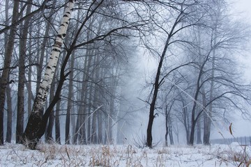 Mysterious winter landscape. Foggy early morning, dark tree silhouettes, snow covered ground with dried grass in the foreground.