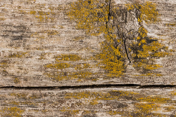  background old wooden board wooden board with crack and moss