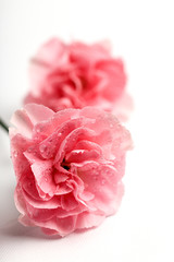 bouquet of pink carnations flowers