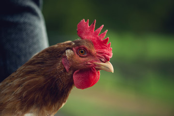 close-up of a hen