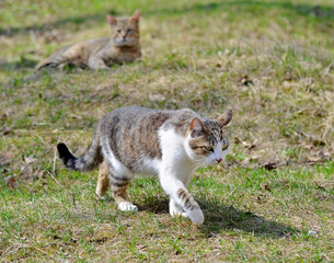 Fototapeta premium Cute street cat and expressive eyes