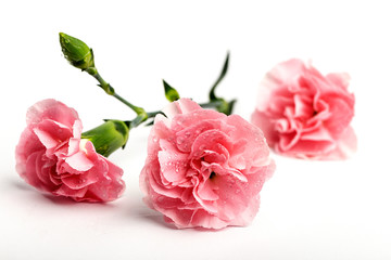 bouquet of pink carnations flowers - obrazy, fototapety, plakaty