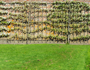 Blooming apple tree on trellis at brick wall
