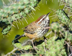 Cactus Wren
