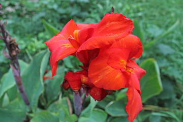 Fototapeta premium red flower in the garden