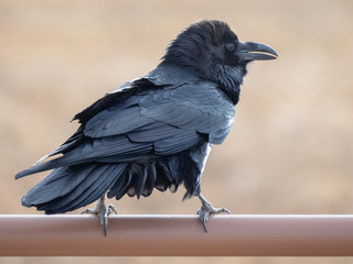 Common Raven