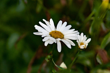 effeuiller la marguerite